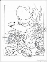 Coloring Pages Marine Getcolorings Sea Lion sketch template