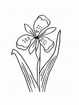 Coloring Iris Flower Pages Print Popular Library Clipart Coloringhome sketch template