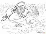 Coloring Mandarin Duck Male Wood Female Pages Drawing Canard Duckling Et Coloriage Adult Printable Color Femelle Imprimer Super Main Colouring sketch template