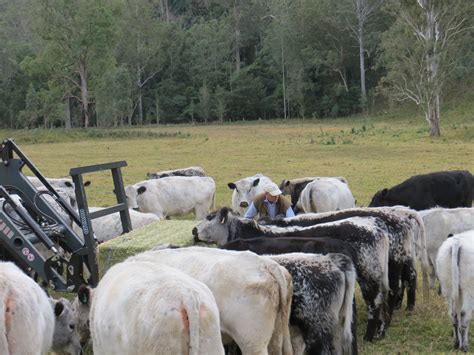 herd farmsite