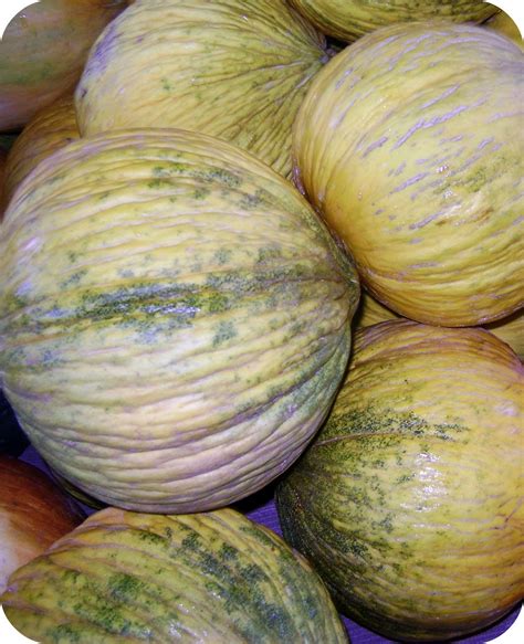 casaba melons cipponeri family farms