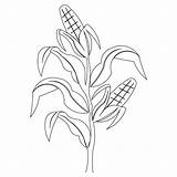 Corn Stalk Coloring Stalks Drawing Template Pages Field Plant Draw Clip Printable Drawings Color Kids Pattern Sheet Getcolorings Cornfield Bing sketch template