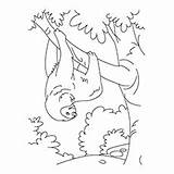Sloth Coloring Pages Maned Cartoon Toed Toddler Top sketch template