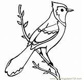 Jay Blue Coloring Bird Pages Printable Birds Color Drawing Outline Baby Bear Cliparts Branch Mama Coloringpages101 Kids Thecolor Sheets Drawings sketch template