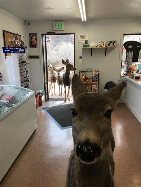 a deer mother makes an unexpected visit to a store and makes the storekeeper s day