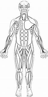 Anatomy Muscular Worksheet Worksheets Blank Getdrawings Biologycorner Answersheet 1207 Credit Educative K5 sketch template