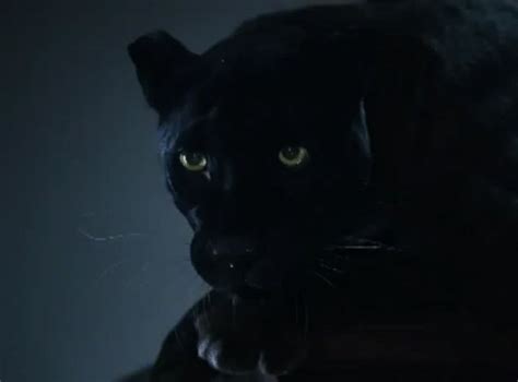 Black Panther Leopard  Wiffle