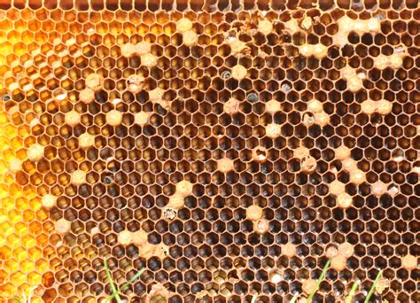 save  laying worker colony honey bee suite