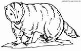 Badger Colorator Animals sketch template