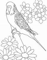 Coloring Budgie Designlooter Parakeet Flower Beautiful Pagefull Budgerigar Size sketch template