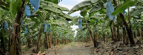 Las Indicaciones Geográficas Y El Desarrollo Rural El Caso Del Banano