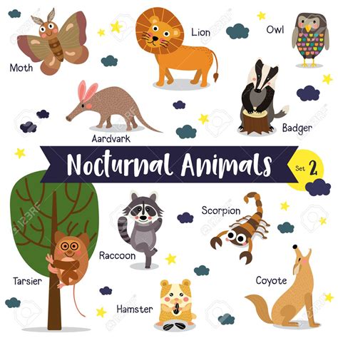 nocturnal animals clipart   cliparts  images