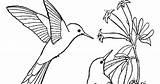 Beija Colorir Desenhos Hummingbird sketch template