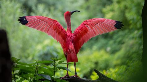 scarlet ibis spreading  wings