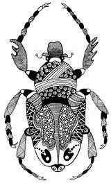 Zentangle Insect Insects Escarabajo Insectos Mosca Insecto Alas sketch template