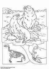 Coloring Sea Lions Seal Lion Pages Arctic Large Edupics Life Antarctic sketch template