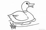 Duck Coloring Pages Mallard Printable Kids Cartoon sketch template