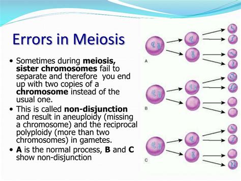 Ppt Meiosis And Variation Powerpoint Presentation Free Download Id