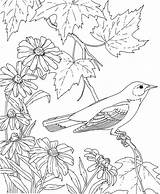 Coloring Baltimore Oriole Maryland Birds sketch template