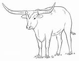 Longhorn Longhorns Cattle Supercoloring Alamo Printmania sketch template