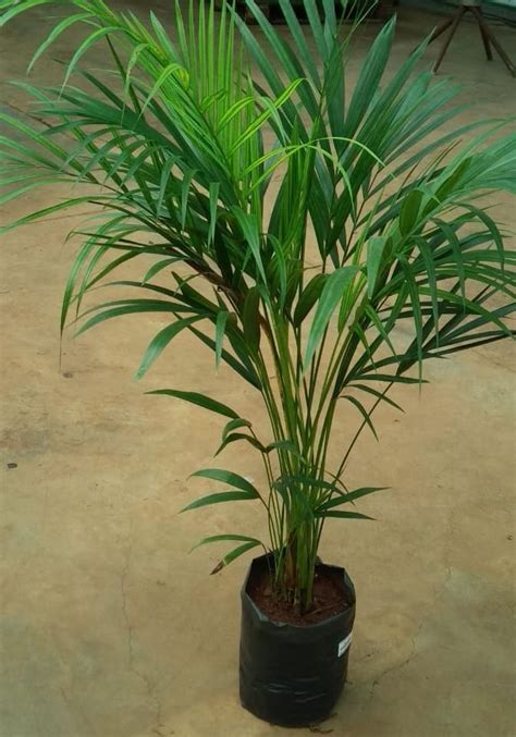 areaca palm indoor plants names indoor plants plants