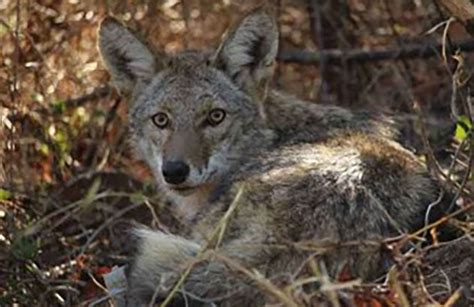 florida town  drones  track residential coyote predator hunting coyote hunting