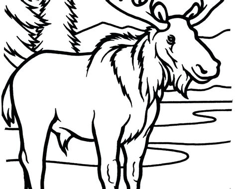 bull elk coloring pages  getcoloringscom  printable colorings