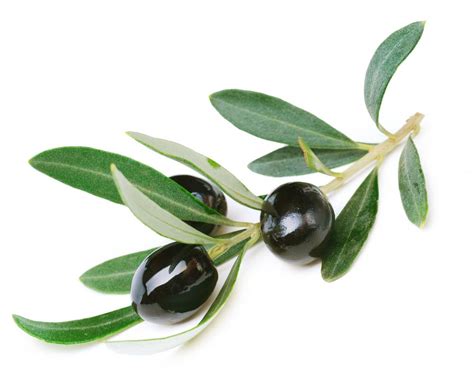 extend  olive branch  pictures
