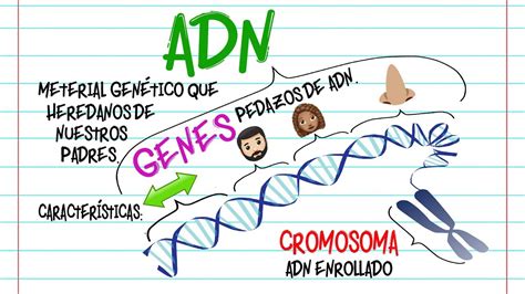 ¿qué Relación Existe Entre El Adn Y Los Genes Y Los Cromosomas