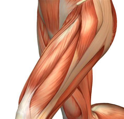muscle spotlight  quadriceps advanced health physical therapy