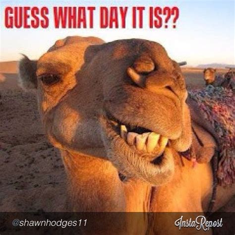 Hump Day Wednesday Humpday Camel Funny Humor Days