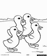 Kaczka Ducklings Druku Enten Kolorowanki Kolorowanka Ducks Ente Dziwaczka Ausmalbild Cool2bkids Ptica Bojanke Ptice Patka sketch template