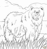 Coloring Bear Pages Alaska Grizzly Printable Woodland Bears Alaskan Color Print Animals Animal Creature Supercoloring Map Adult Berenstain Book Wonderful sketch template