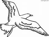Seagull Coloring Pages Bird Drawing Gull Flying Seagulls Cartoon Outline Printable Albatross Cliparts Sea Template Kids Birds Clipart Print Easy sketch template
