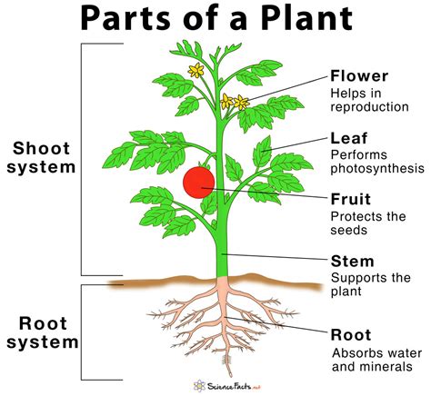 parts   plant diagram ted ielts