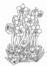 Printemps Adulte Coloriages Jonquilles sketch template