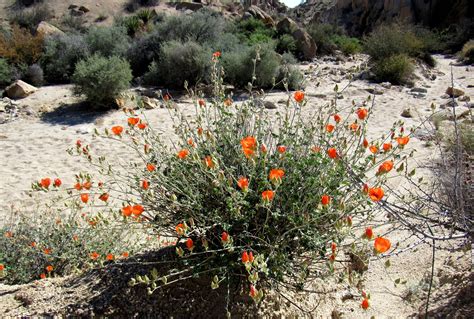 plant life   colorado desert