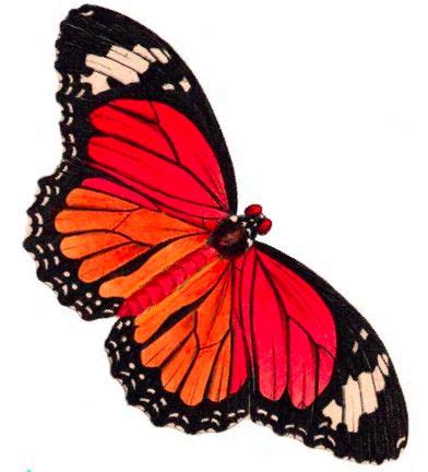 printables butterfly clip art papel mariposas rojas