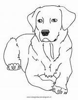 Cani Lab Labrador Puppy Stampare Hunde Malvorlage Ausmalbilder Animali Disegnidacoloraregratis Tiere Cagnolini Colorare4u Retriever Ausmalbild Getcolorings Condividi Dibujar Disegnare Malen sketch template