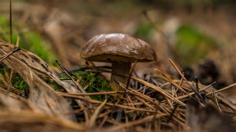 in war ukrainians forage for mushrooms in forests with mines the new