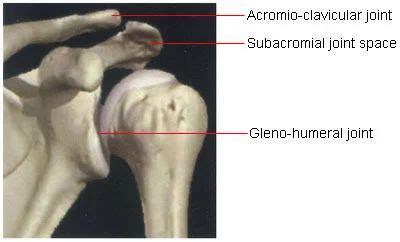 anatomy  shoulder   price  mumbai id