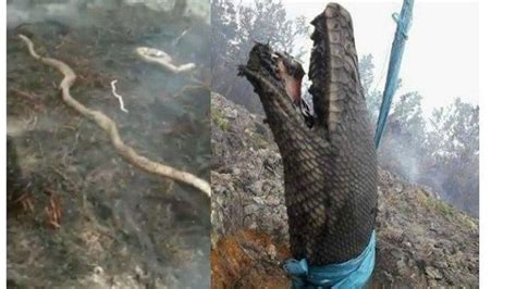 Bikin Meringis Ular Piton Hingga Anaconda Kalimantan Mati