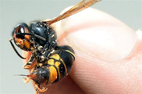 For The First Time The Asian Hornet Has Been Found In The U Plants