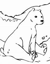 Coloring Pages Polar Bear Printable Animals Kids Arctic sketch template
