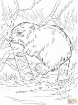 Bever Mammals Biber Ausmalbilder Rivierbank Euraziatische sketch template