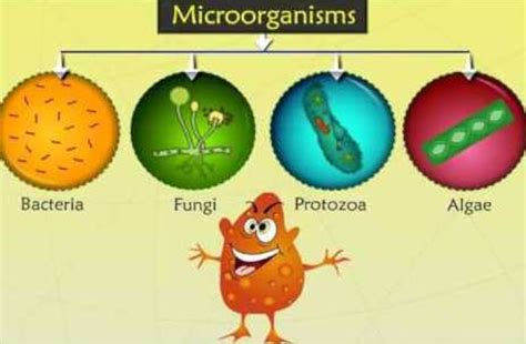 Know About Health Damage From Viruses Bacteria Fungus