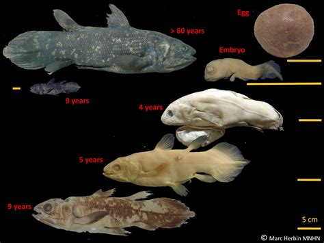 weird living fossil fish lives  years pregnant   ap news