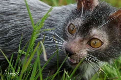 This Cat Looks Just Like A Werewolf And It’s Here To