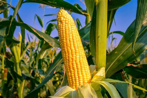 Jagung Sumber Karbohidrat Sehat Favorit Dunia Over Stok Di Indonesia