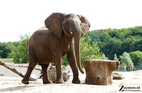 calimero de afrikaanse olifant nature photographynature photography
